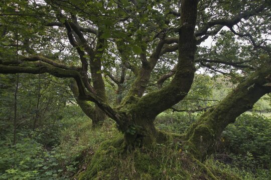 Sessile oak (Quercus petraea), Wales, Great Britain