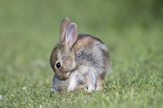 European rabbit (Oryctolagus cuniculus), juvenile, Wales, Great Britain