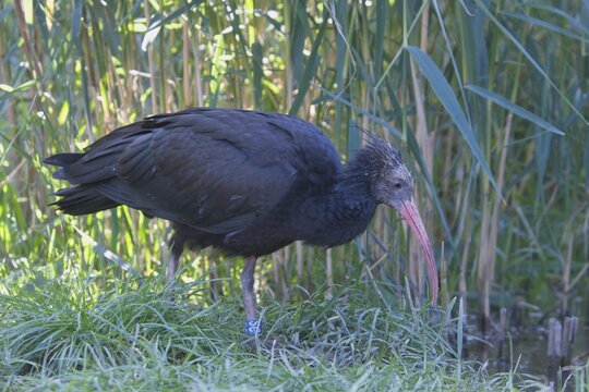 Northern bald ibis (Geronticus eremita), Sch&ouml;nbrunn Zoo, Austria