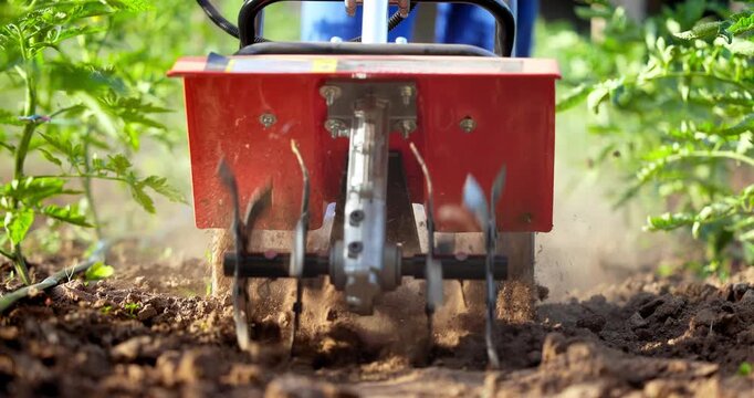 Farmer with a machine cultivator digs the soil in the vegetable garden. Organic farming of tomatoes plants in a greenhouse homegrown vegetables