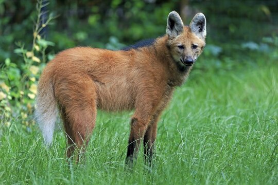 Maned wolf (Chrysocyon brachyurus), adult, alert, captive