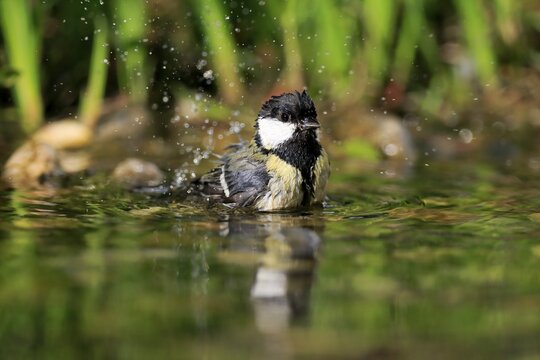 Great tit (Parus major), adult, bathing, in water, garden pond, Rhineland-Palatinate, Germany