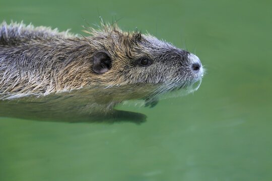 Nutria (Myocastor coypus), swimming, in water, portrait, captive