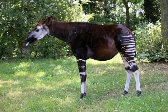Okapi (Okapia johnstoni), adult, foraging, captive