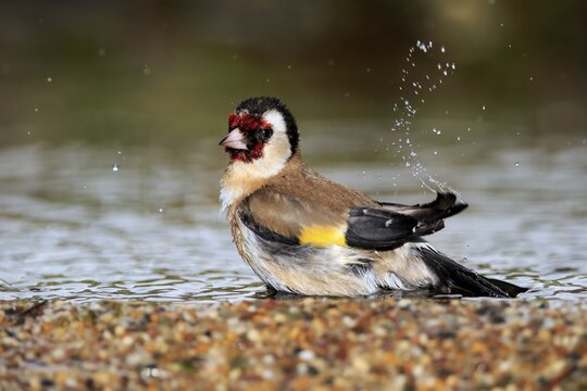 European goldfinch (Carduelis carduelis), adult, male, bathing, in water, garden pond, Rhineland-Palatinate, Germany