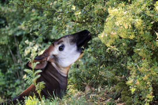 Okapi (Okapia johnstoni), adult, feeding, portrait, captive