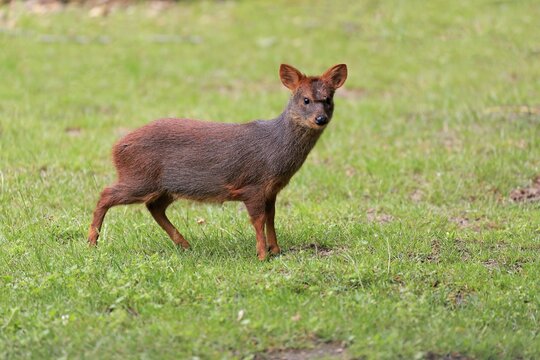 Southern pudu (Pudu puda), adult, female, captive