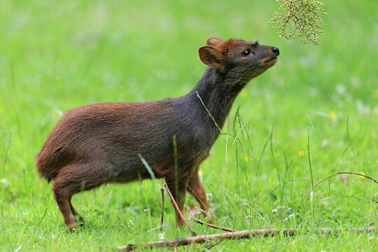 Southern pudu (Pudu puda), adult, female, feeding, captive