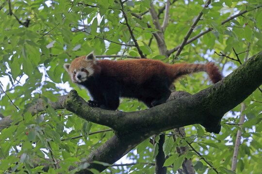 Red panda (Ailurus fulgens), adult, alert, on tree, captive