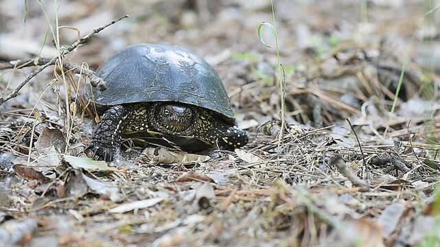 The turtle on sandy soil ready to lay its eggs