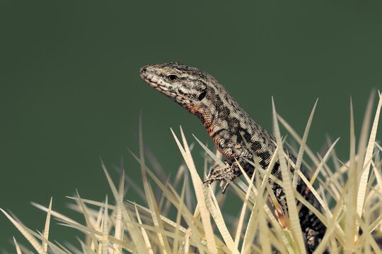Sand lizard (Lacerta agilis), adult, female, Ellerstadt, Rhineland-Palatinate, Germany