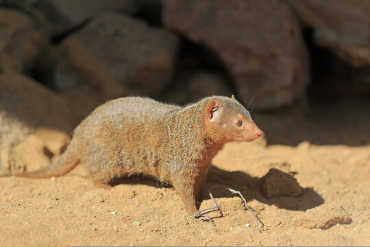Dwarf mongoose (Helogale parvula), adult, on burrow, alert, captive