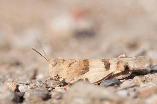 Red-winged grasshopper (Oedipoda germanica), Izmir Province, Turkey