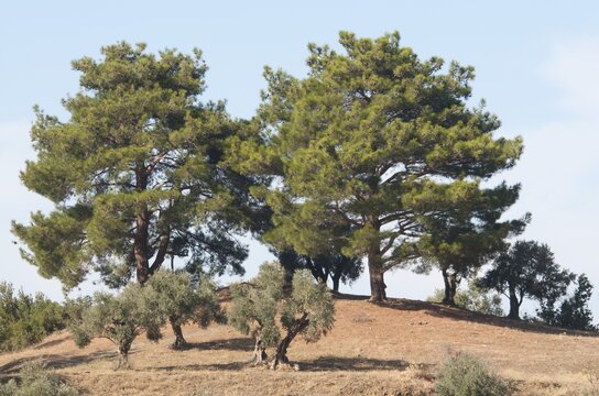 Stone pines (Pinus pinea), Izmir Province, Turkey