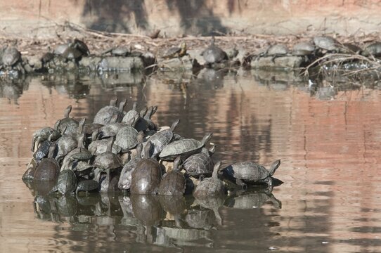 European pond turtle (Emys orbicularis), Izmir province, Turkey