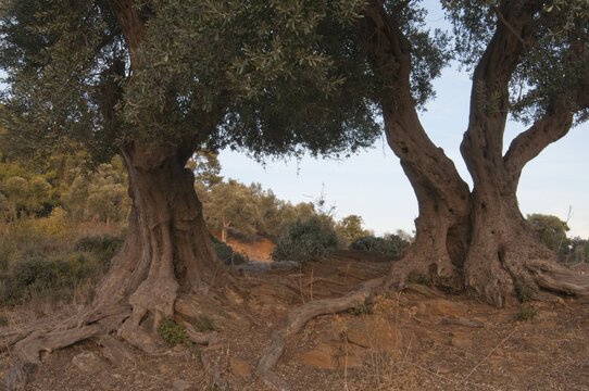 Olive (Olea europaea), Izmir Province, Turkey