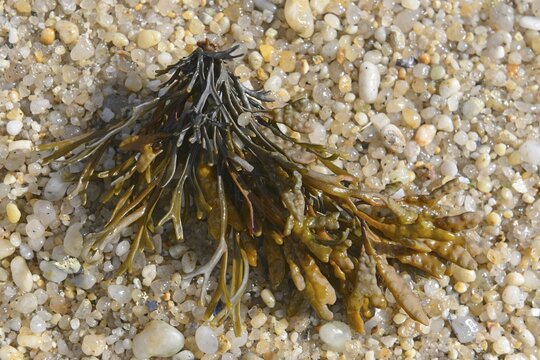 Spiral wrack (Fucus spiralis) and channelled wrack (Pelvetia canaliculata), Saint Quay-Portrieux, Brittany, France