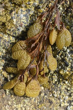 Spiral wrack (Fucus spiralis) and channelled wrack (Pelvetia canaliculata), Saint Quay-Portrieux, Brittany, France
