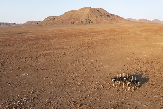 Ostrich (Struthio camelus), at a rocky desert plain at the edge of the Hoarusib river, aerial view, drone shot, Kaokoland, Kunene Region, Namibia