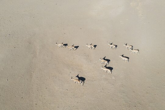Springbok (Antidorcas marsupialis), at a sandy desert plain in the vicinity of the Hoanib river, aerial view, drone shot, Damaraland, Kunene Region, Namibia