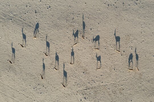 Springbok (Antidorcas marsupialis), in the dry bed of the Hoarusib river, aerial view, drone shot, Kaokoland, Kunene Region, Namibia