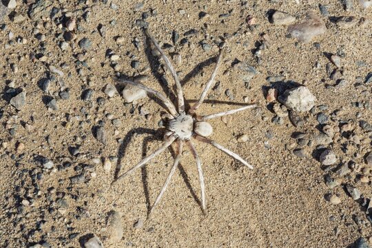 Dancing White Lady spider (Leucorchestris arenicola), in the vicinity of the Hoanib riverbed, Damaraland, Kunene region, Namibia