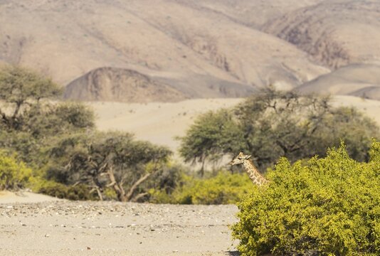 Angolan Giraffe (Giraffa giraffa angolensis), young at a toothbrush tree (Salvadora persica), in the dry bed of the Hoarusib river, Kaokoland, Kunene Region, Namibia