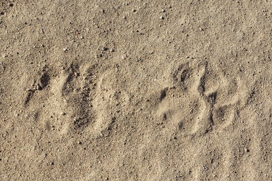 Footprint of a male lion (Panthera leo) in dry bed of the Hoanib river, Kunene region, Namibia