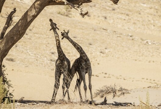 Angolan Giraffe (Giraffa giraffa angolensis), young bulls, quarrel in the shade of an acacia tree at the edge of the dry Hoanib river bed, Damaraland, Kunene Region, Namibia