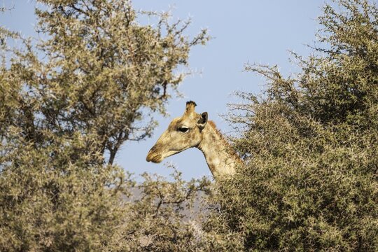 Angolan Giraffe (Giraffa giraffa angolensis), bull, Kaokoland, Kunene Region, Namibia