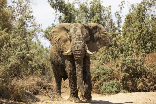 African Elephant (Loxodonta africana), so-called desert elephant, bull in dry bed of the Ugab river, Damaraland, Namibia