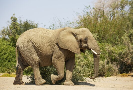 African Elephant (Loxodonta africana), so-called desert elephant, bull in musth, in the dry bed of the Ugab river, Damaraland, Namibia