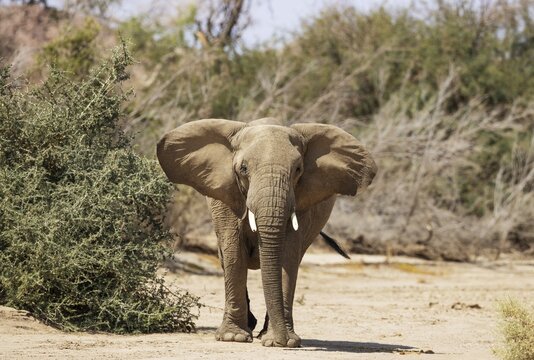 African Elephant (Loxodonta africana), so-called desert elephant, subadult trying to impress the photographer, in the dry bed of the Ugab river, Damaraland, Namibia