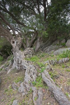 Old olive (Olea europaea), Ermitage de la Trinite, Corsica, France
