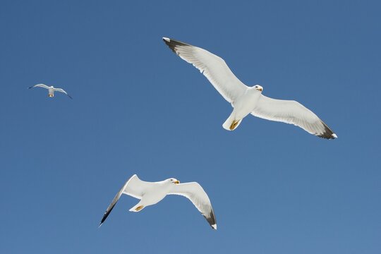 Herring Gulls (Larus argentea) in flight, Bonifacio, Corsica, France