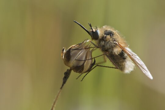 Bee fly (Bombylius), Corsica, France