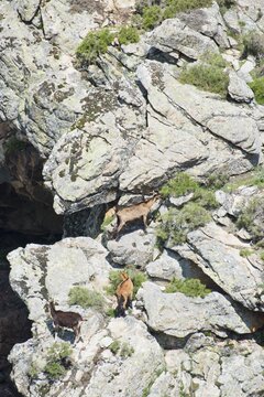 Goats (Capra aegagra hircus) in rock, Corsica, France