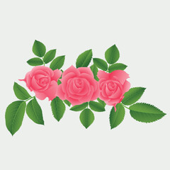 Naklejka premium Realistic Natural Rose Vector Illustration