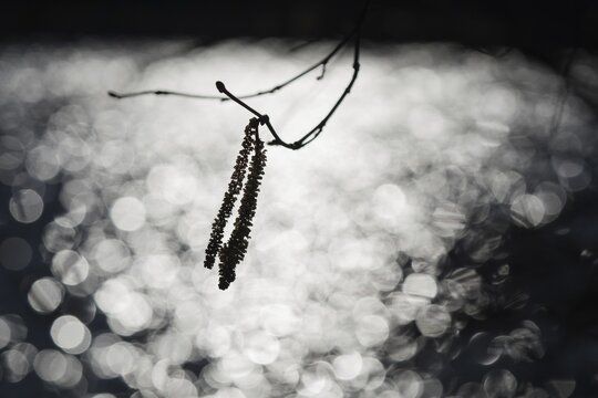 Common hazel (Corylus avellana), male flowers in backlight, silhouette, Hesse, Germany