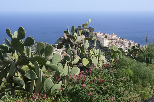 Cactus pear (Opuntia ficus-indica) and sulla coronaria (Hedysarum coronarium) in front of mountain village, Sicily, Italy