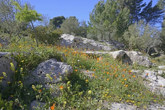 Flower meadow in Noto antica, Sicily, Italy