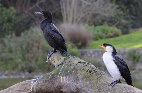 Little black cormorant (Phalacrocorax sulcirostris) and Australian Pygmy Cormorant (Microcarbo melanoleucus) Melbourne, Victoria, Australia