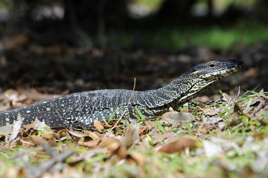 Gould's monitor lizard (Varanus gouldi), Fraser Island, Australia
