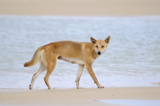 Dingo (Canis lupus dingo), Fraser Island, Australia