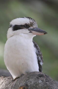 Laughing kookaburra (Dacelo novaeguineae), Hunter's Kingfisher, Fraser Island, Australia