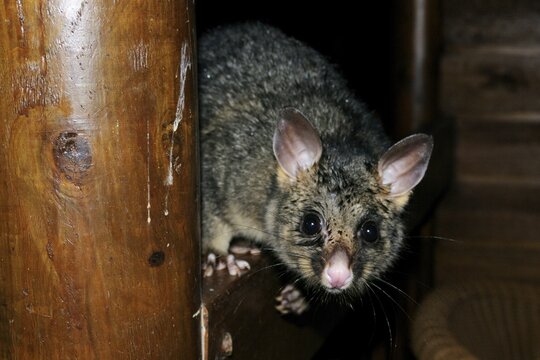 Common brushtail possum (Trichosurus vulpecula), Kangaroo Island, Australia