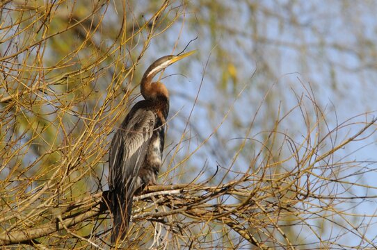 Darter (Aningha novaehollandiae), Melbourne, Victoria, Australia