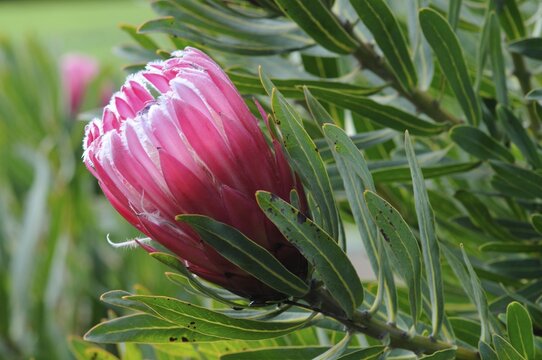 Sugarbush (Protea), Kangaroo Island, Australia