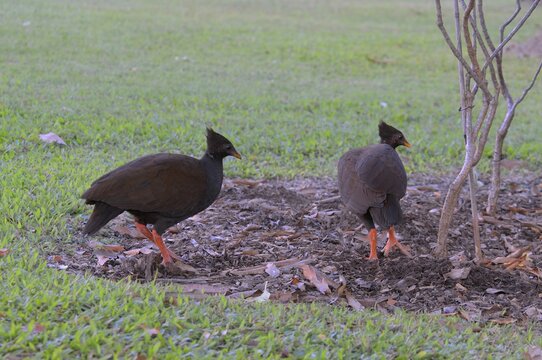 Orange-footed scrubfowl (Megapodius reinwardt), Darwin, Australia