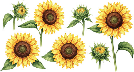 Vibrant sunflowers in various stages of bloom on white background